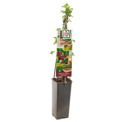 Ribes uva-cr. Captivator.jpg