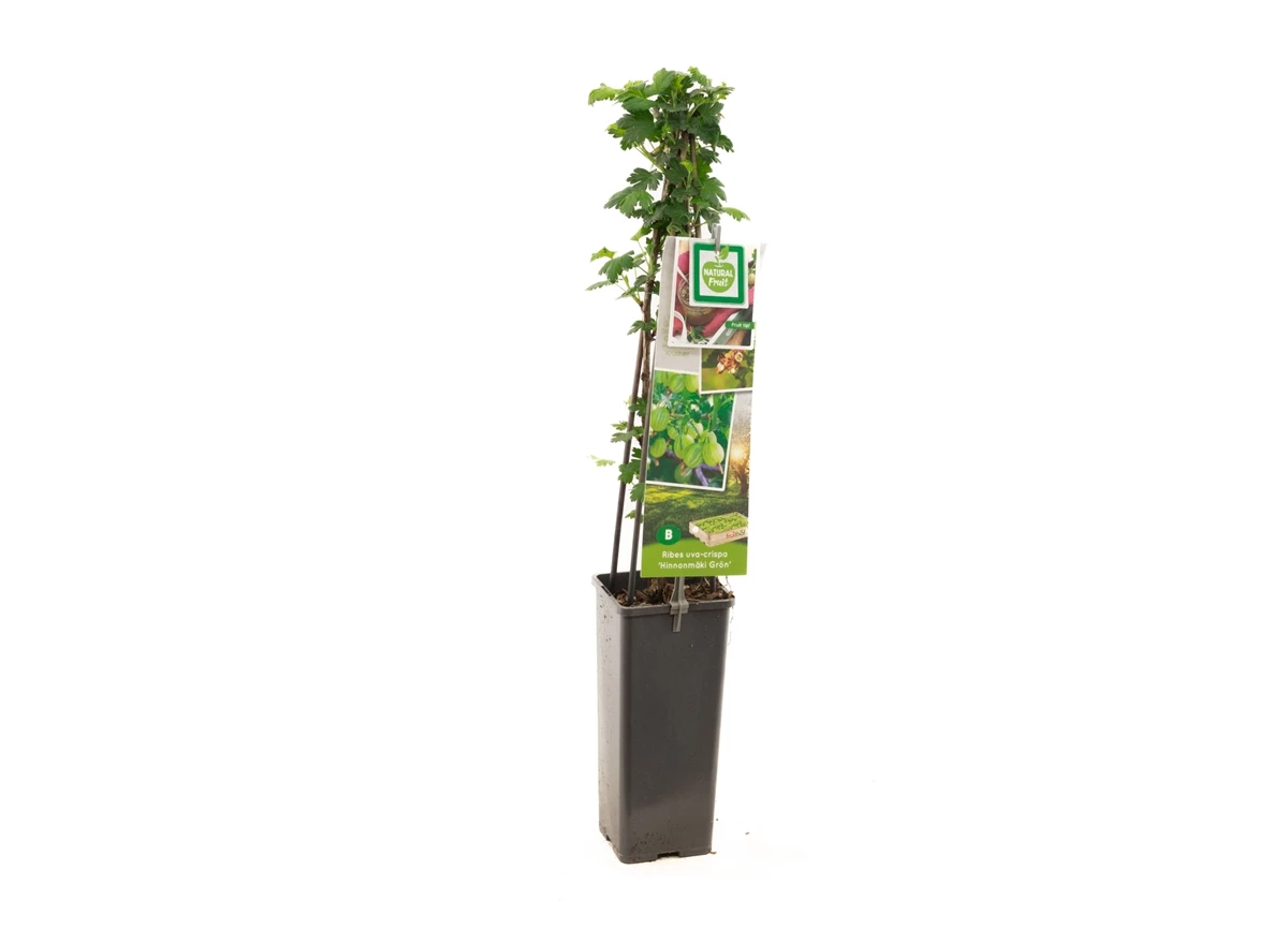 Ribes uva-cr. Hinnonmäki Grön.jpg