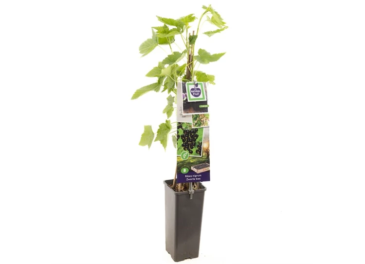 Ribes nigrum Titania (zwarte bes).jpg