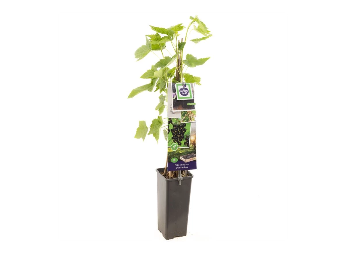 Ribes nigrum Titania (zwarte bes).jpg
