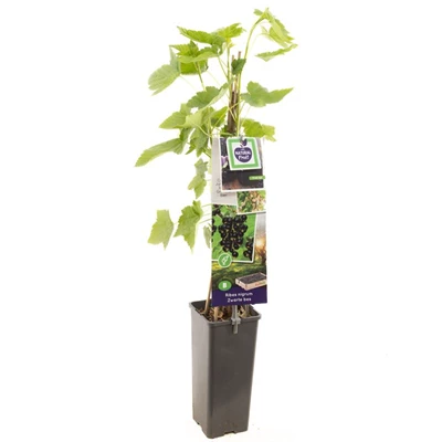 Ribes nigrum Titania (zwarte bes).jpg