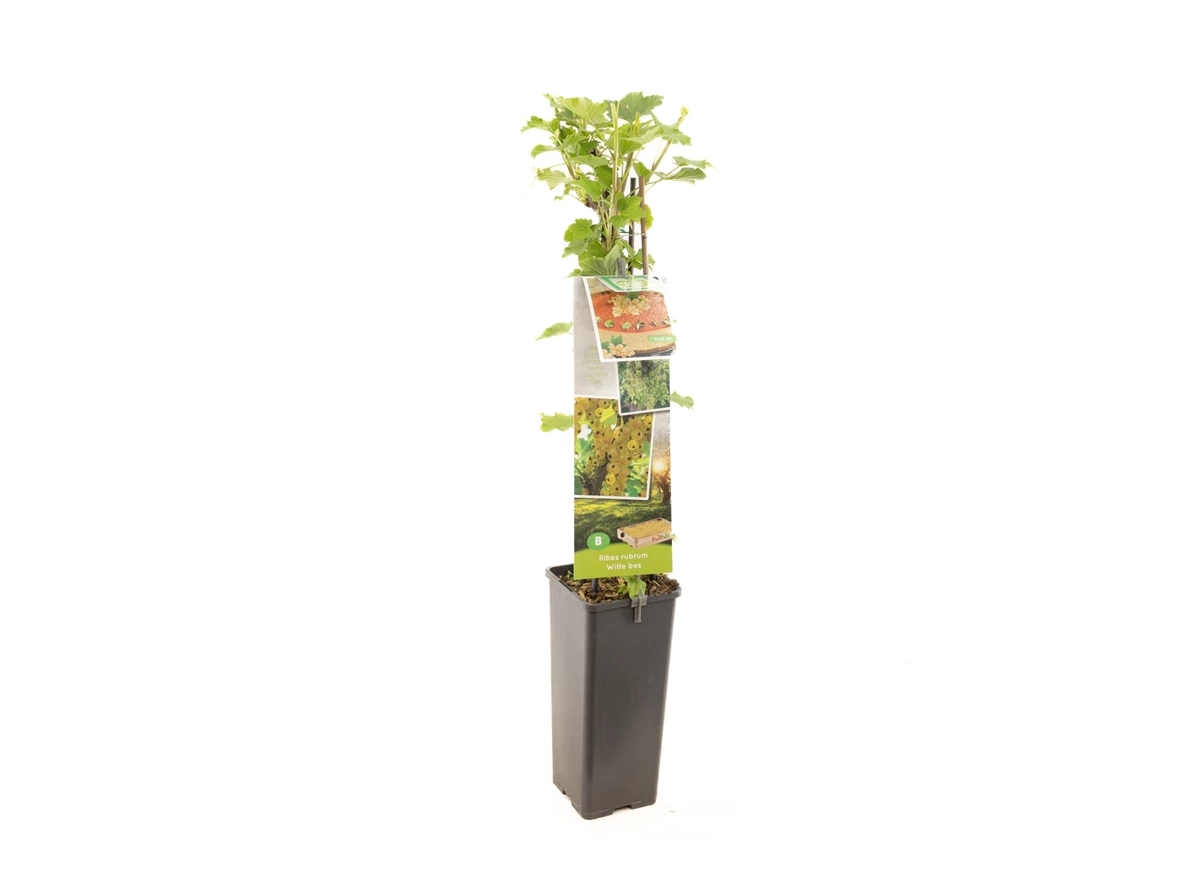 Ribes rubrum Witte bes.jpg