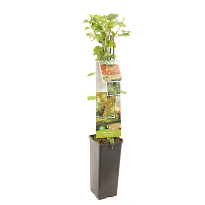 Ribes rubrum Witte bes.jpg