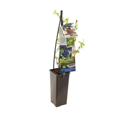 Vaccinium corymbosum Goldtraube.jpg