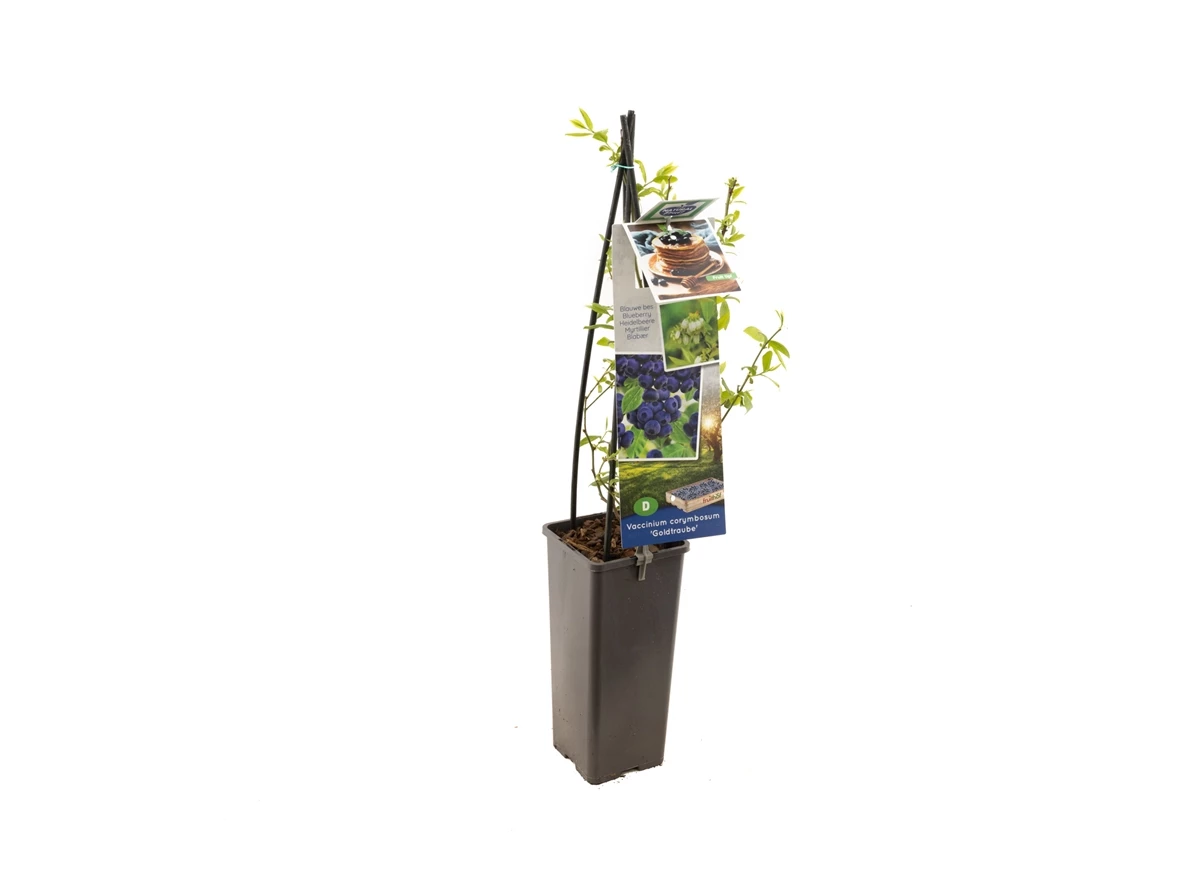 Vaccinium corymbosum Goldtraube.jpg