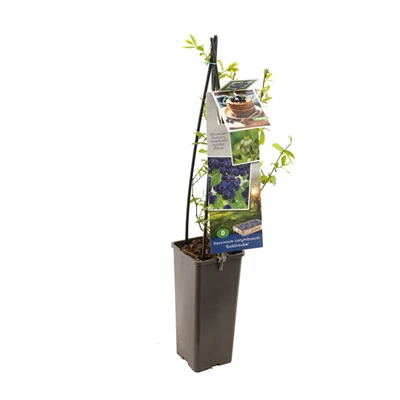 Vaccinium corymbosum Goldtraube.jpg
