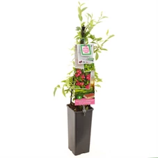 Vaccinium corymbosum Pink Lemonade.jpg