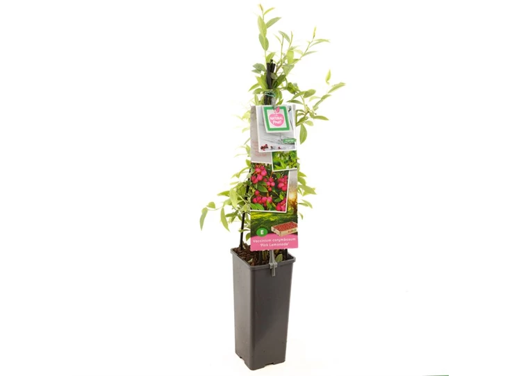 Vaccinium corymbosum Pink Lemonade.jpg