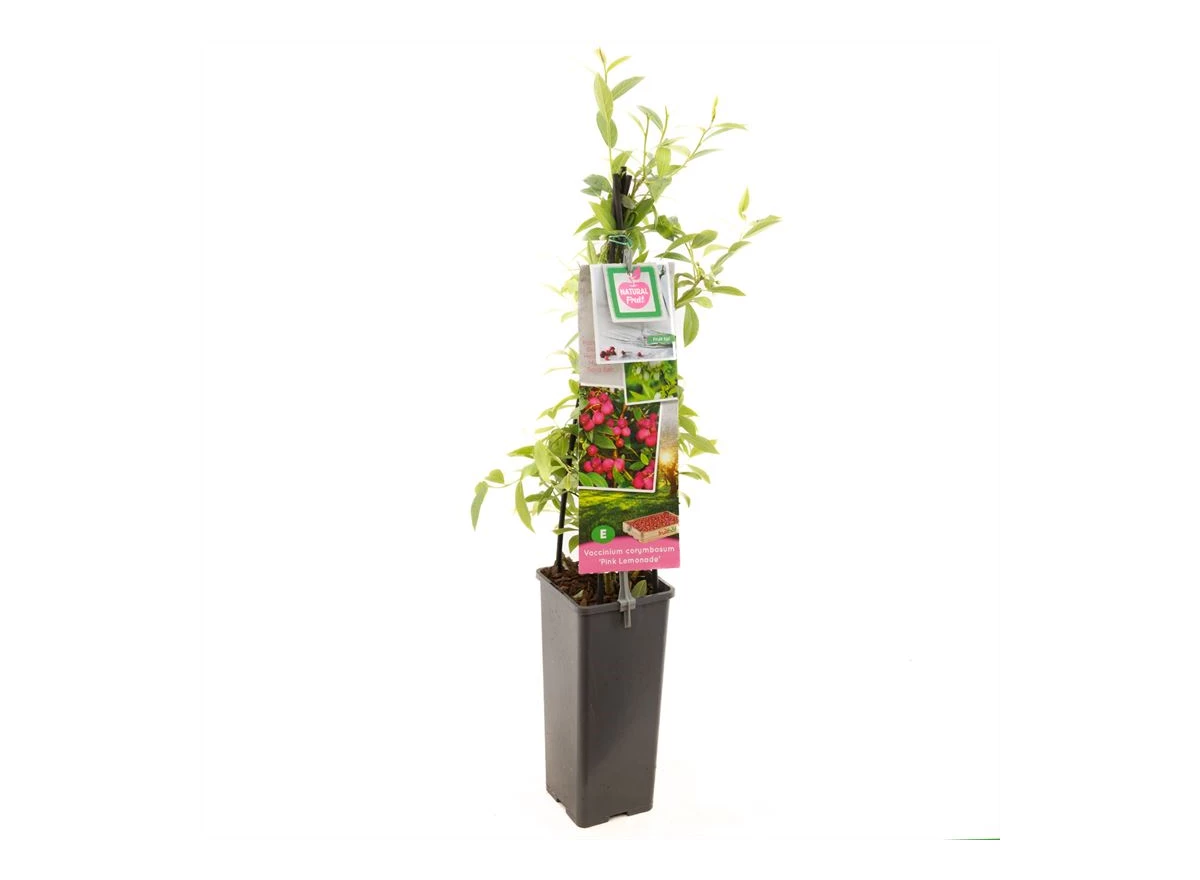 Vaccinium corymbosum Pink Lemonade.jpg
