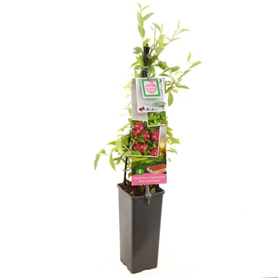 Vaccinium corymbosum Pink Lemonade.jpg