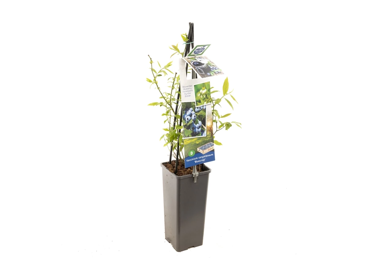 Vaccinium corymbosum Bluecrop.jpg