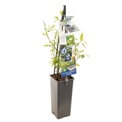 Vaccinium corymbosum Bluecrop.jpg