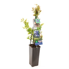 Vaccinium corymbosum Duke.jpg
