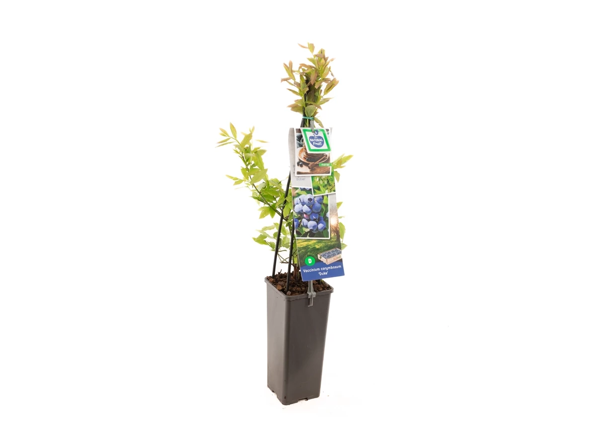 Vaccinium corymbosum Duke.jpg