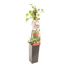 Rubus ph. Japanse Wijnbes.jpg