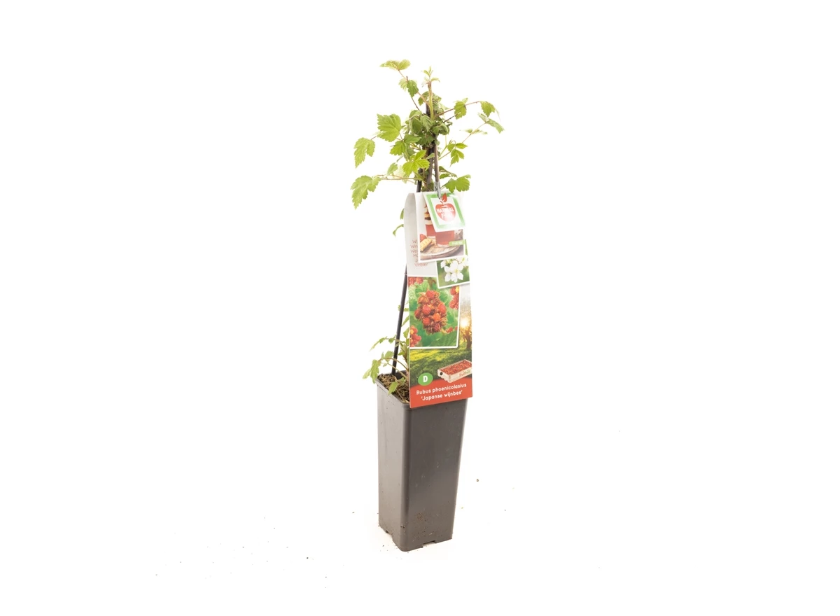 Rubus ph. Japanse Wijnbes.jpg