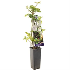 Rubus fruticosus Thornless Evergre.jpg