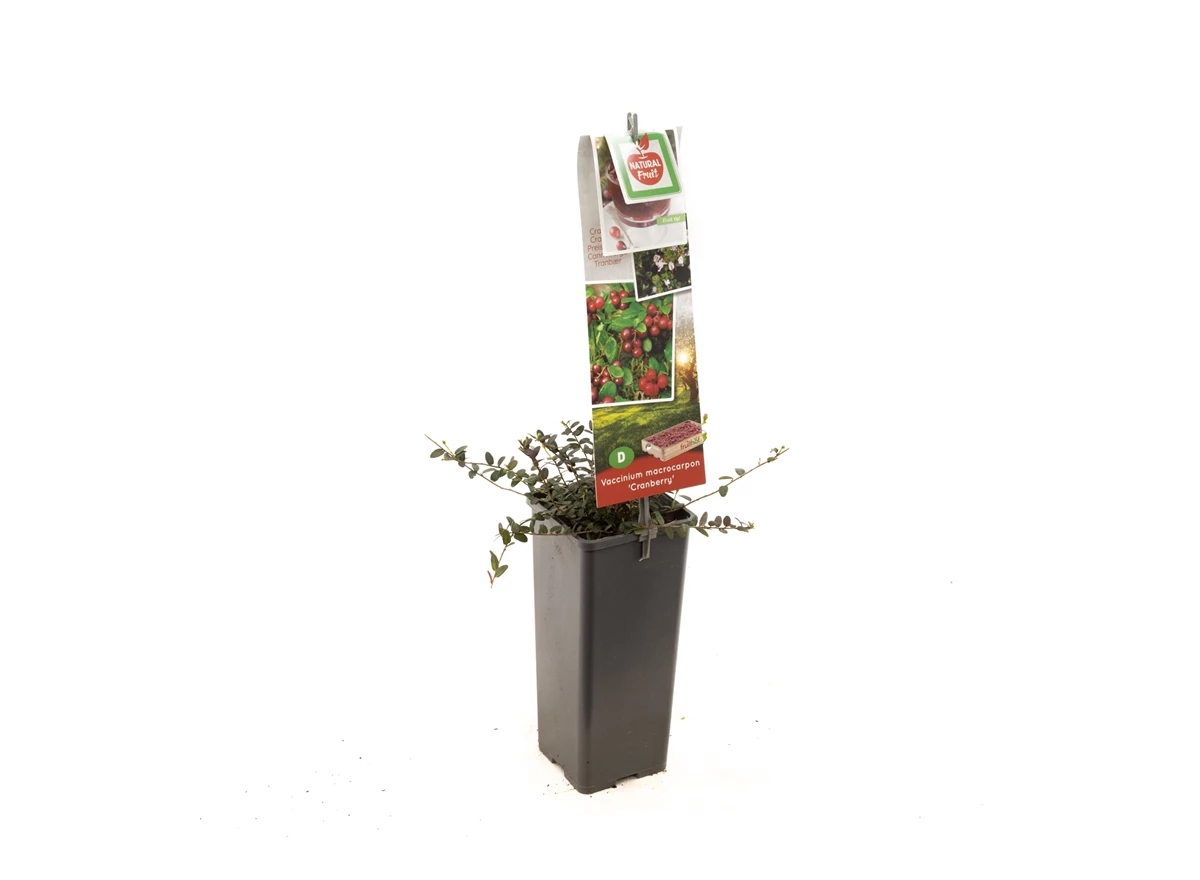Vaccinium macrocarpon Cranberry.jpg