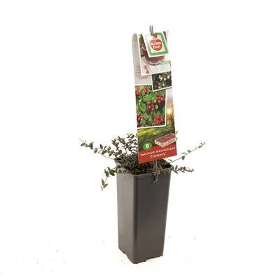 Vaccinium macrocarpon Cranberry.jpg