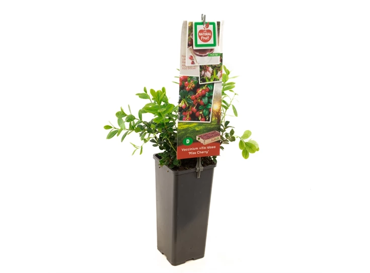 Vaccinium vitis idaea Miss Cherry.jpg