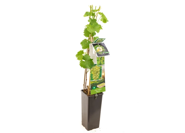 Vitis vinifera Bianca.jpg
