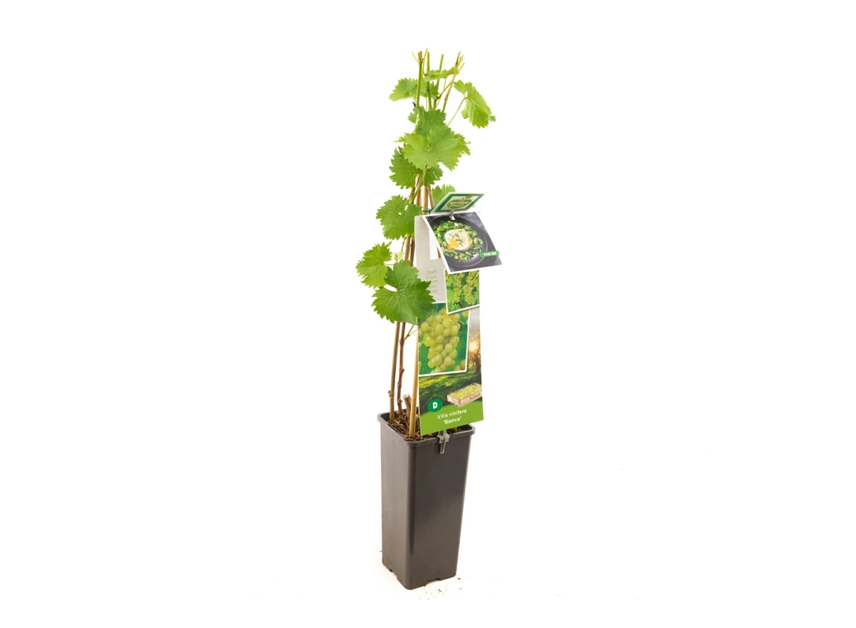 Vitis vinifera Bianca.jpg