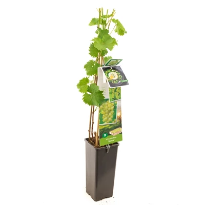 Vitis vinifera Bianca.jpg