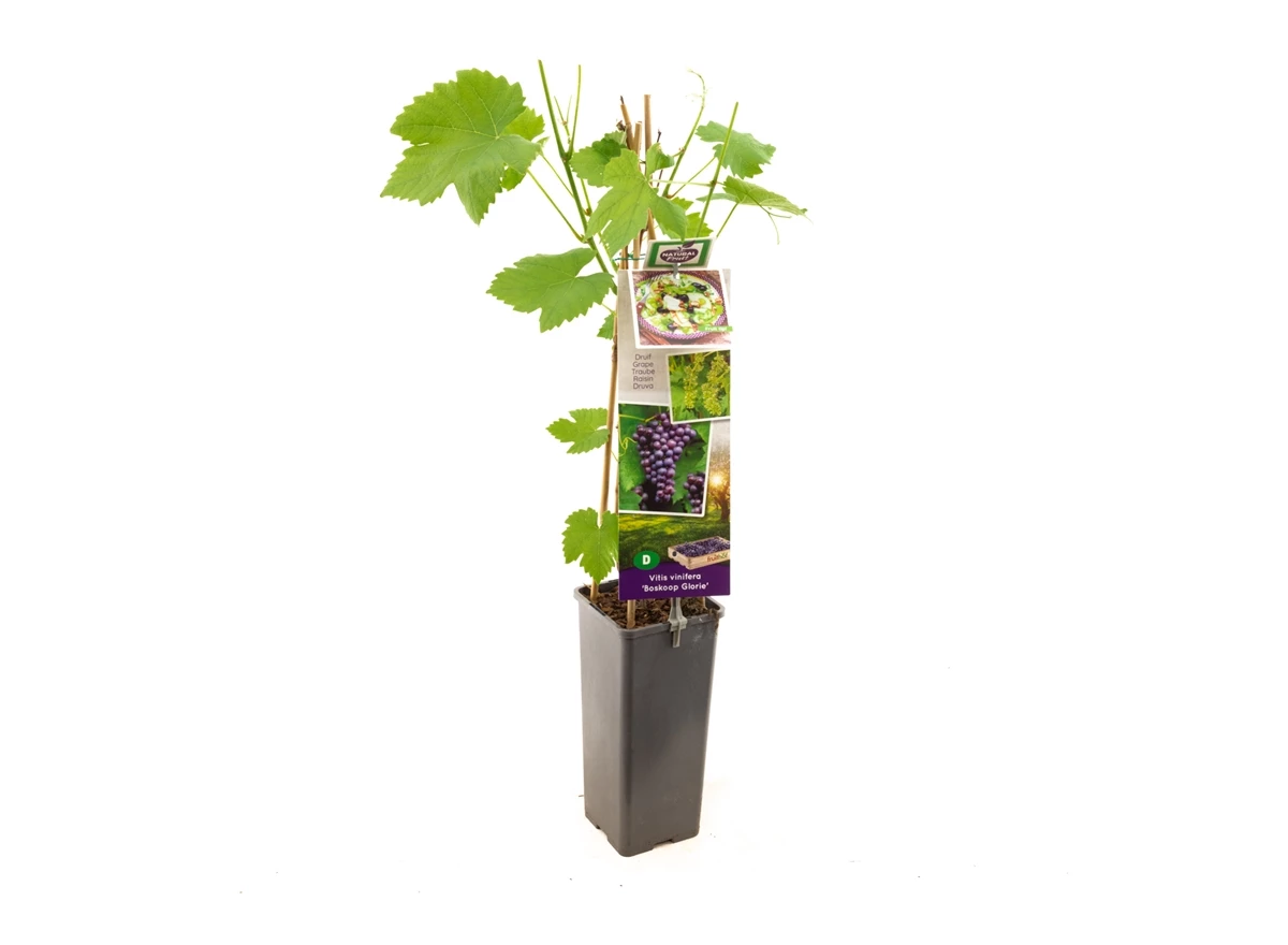 Vitis vinifera Boskoop Glorie.jpg