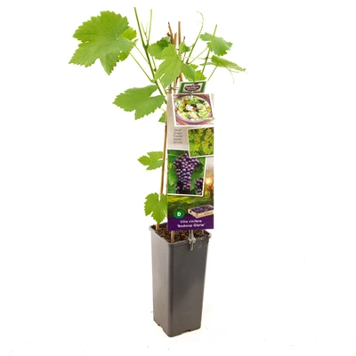 Vitis vinifera Boskoop Glorie.jpg