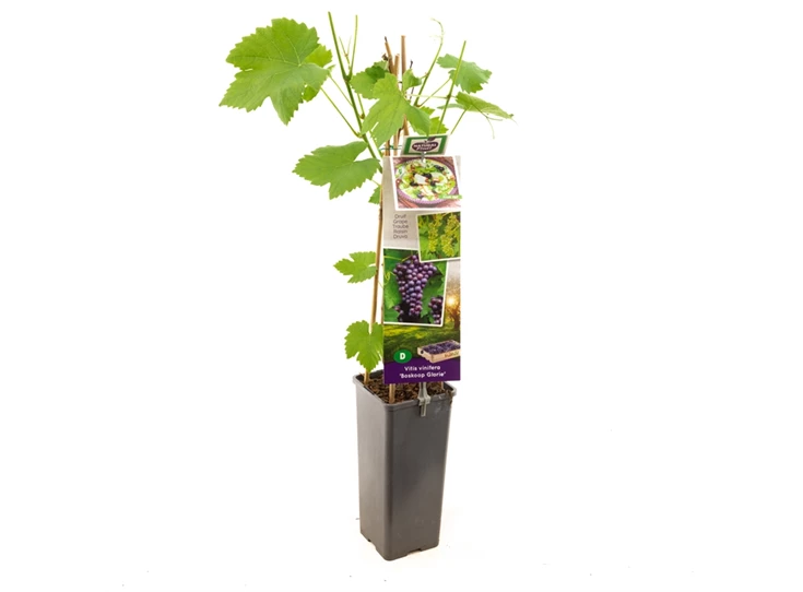 Vitis vinifera Boskoop Glorie.jpg