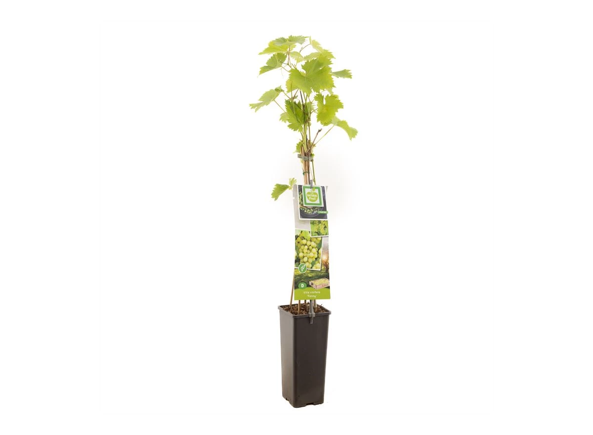 Vitis vinifera Fanny.jpg