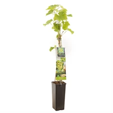 Vitis vinifera Fanny.jpg