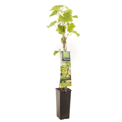 Vitis vinifera Fanny.jpg