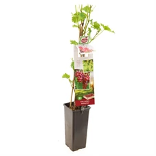 Vitis vinifera Katharina.jpg