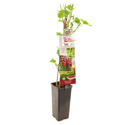 Vitis vinifera Katharina.jpg
