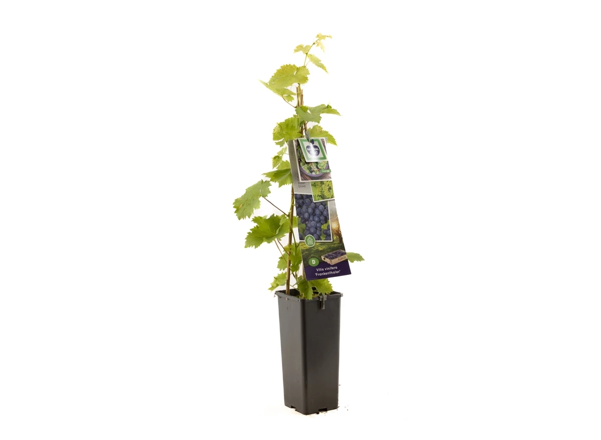 Vitis vinifera Frankenthaler.jpg