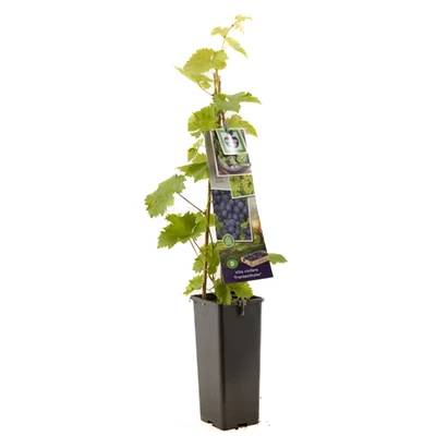 Vitis vinifera Frankenthaler.jpg