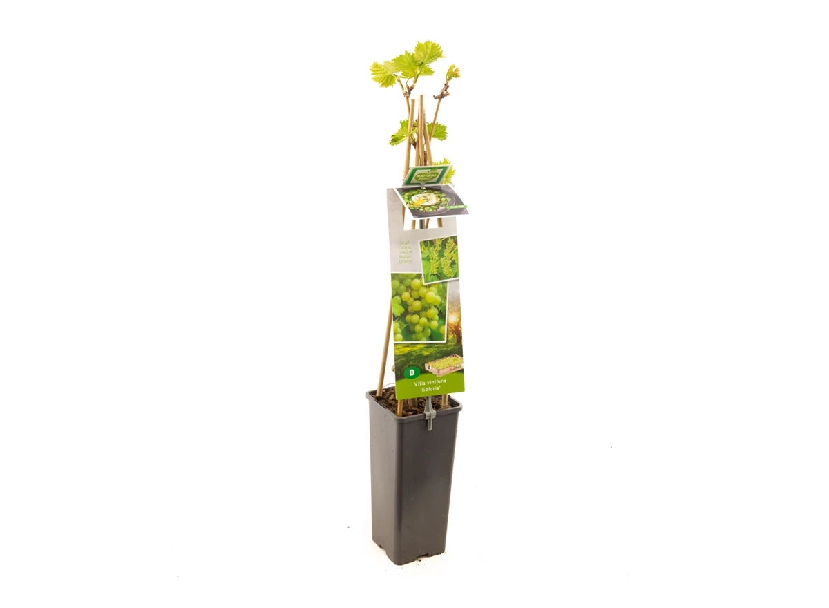 Vitis vinifera Solaris.jpg