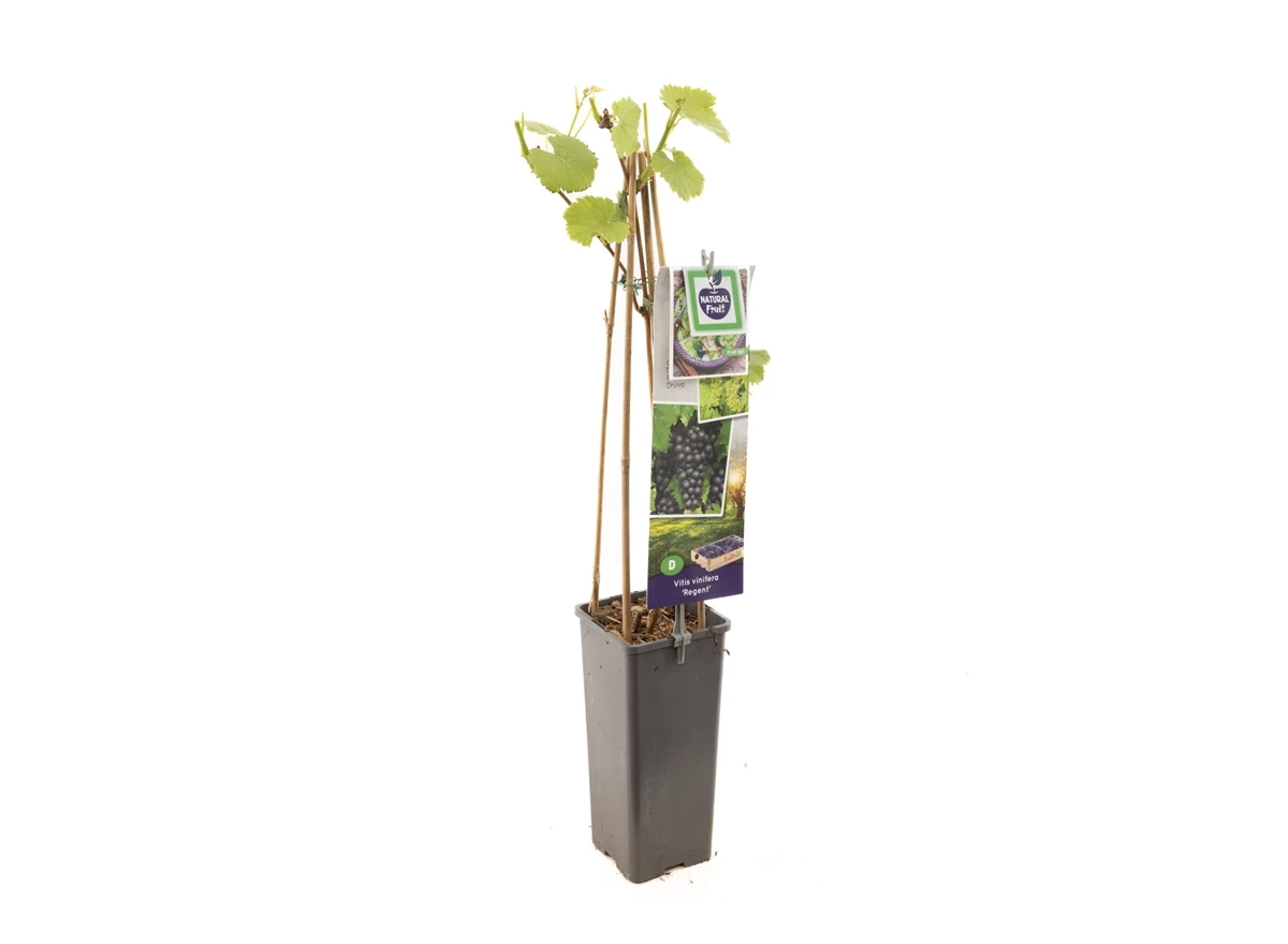 Vitis vinifera Regent.jpg