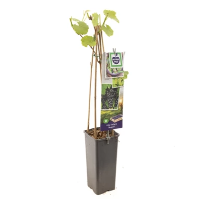 Vitis vinifera Regent.jpg