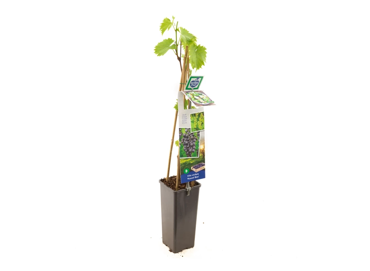 Vitis vinifera Muscat Blue.jpg
