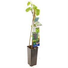 Vitis vinifera Muscat Blue.jpg