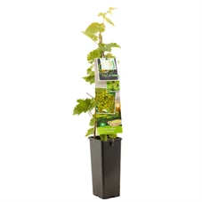 Vitis vinifera Himrod.jpg