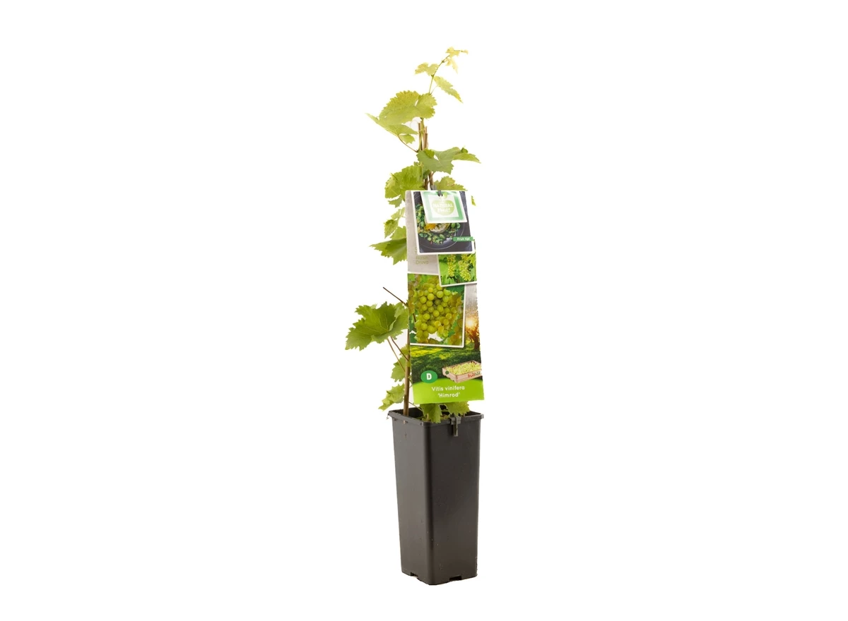 Vitis vinifera Himrod.jpg