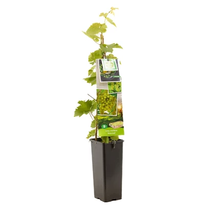 Vitis vinifera Himrod.jpg