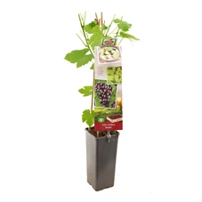 Vitis vinifera Heike.jpg