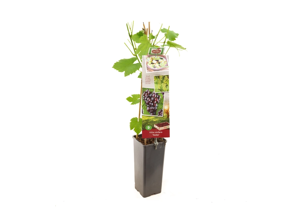 Vitis vinifera Heike.jpg