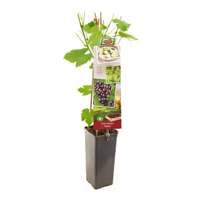 Vitis vinifera Heike.jpg