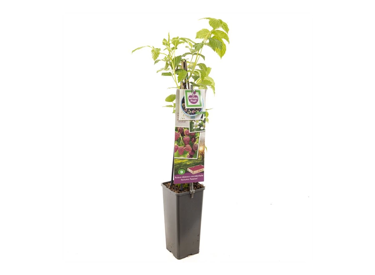 Rubus id. x occ. Autumn Passion.jpg