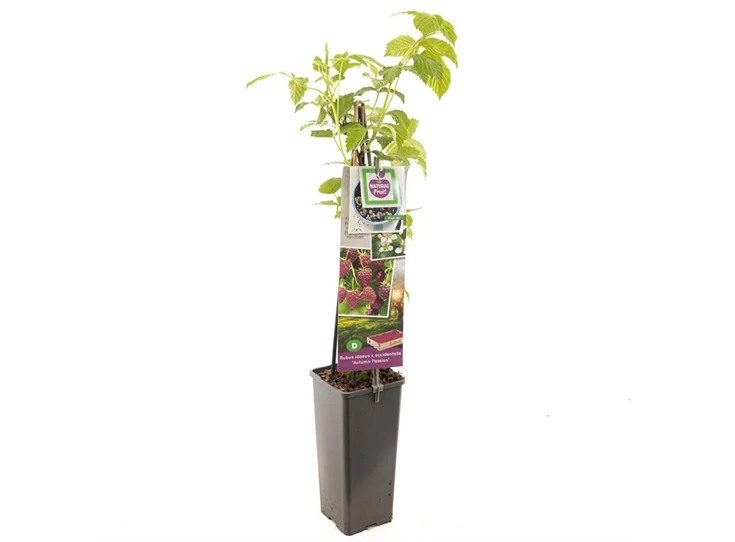 Rubus id. x occ. Autumn Passion.jpg